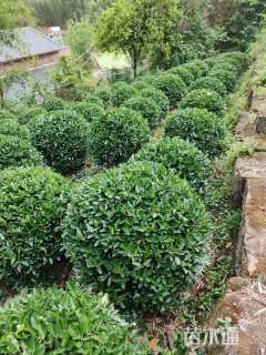 冠幅100厘米大叶黄杨球