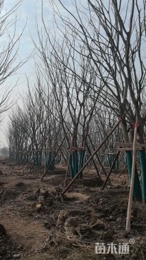 10公分(5杆)丛生朴树