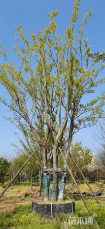 45公分丛生朴树