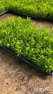 高度10厘米五色苋