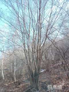 高度700厘米丛生五角枫