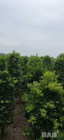 12公分小叶竹柏