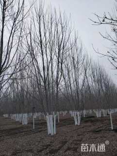 高度900厘米丛生白蜡