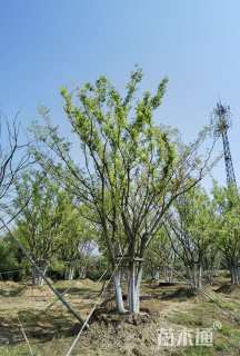120公分(5杆)丛生朴树