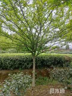 10公分垂丝海棠