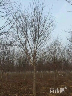 14公分染井吉野樱