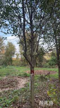 11公分北美海棠