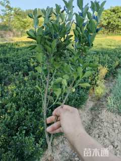 高度40厘米大叶黄杨