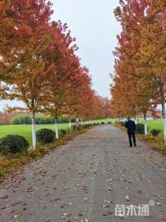 16公分美国红枫