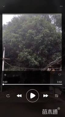 高度650厘米丛生桂花