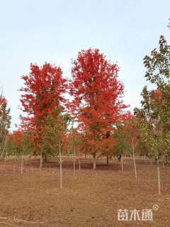 18公分美国红枫