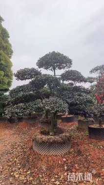 10公分造型茶梅