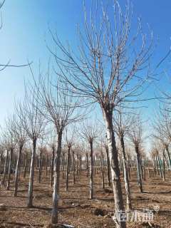 13公分金叶白蜡