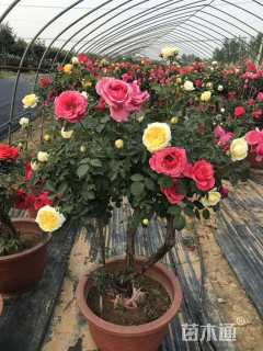 高度150厘米古桩月季