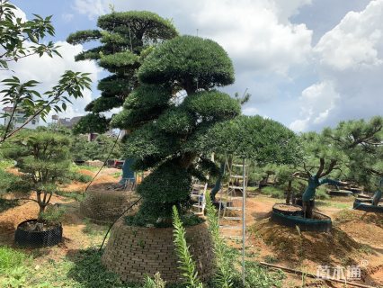 33公分日本罗汉松