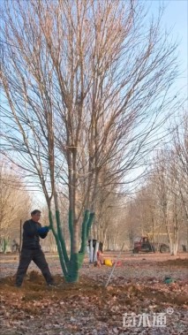 高度800厘米丛生美国红枫