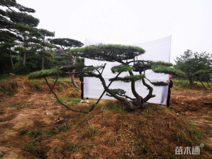 23公分造型黑松