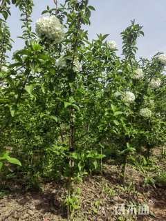 高度280厘米木芙蓉