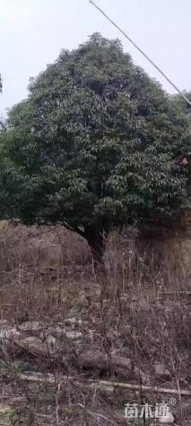 高度700厘米丛生桂花