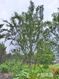 15公分(5杆)丛生朴树