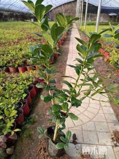 30公分无刺枸骨