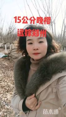 11公分日本晚樱