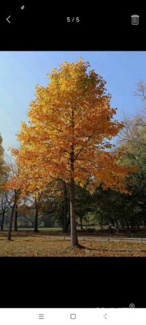 10公分北美鹅掌楸