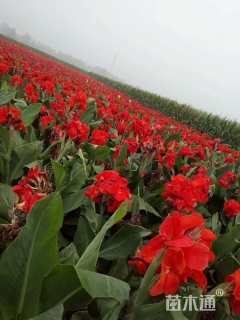 高度70厘米美人蕉