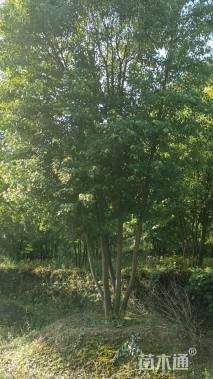 高度800厘米丛生三角枫