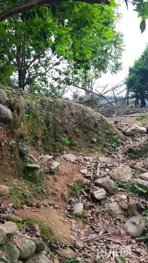 高度2500厘米雀舌黄杨