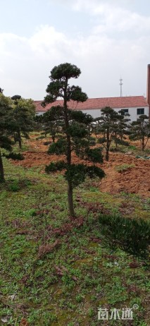 10公分造型罗汉松