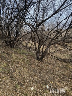 高度450厘米丛生山桃