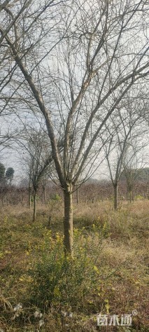 15公分西府海棠