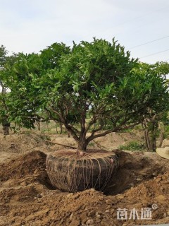 高度180厘米紫斑牡丹