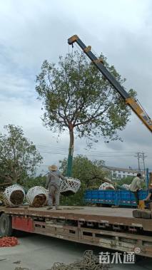 12公分丛生香樟