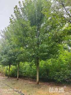 8公分美国红枫-红冠