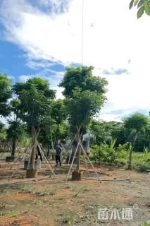 15公分海南红豆