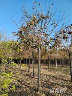 15公分秋紫白蜡