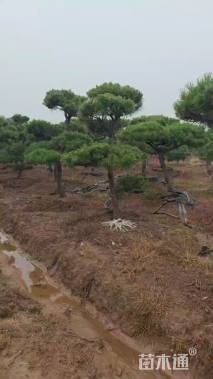 15公分造型黑松