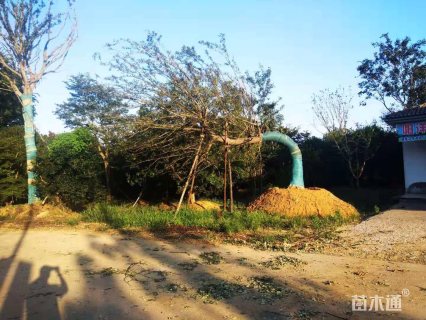 20公分造型朴树