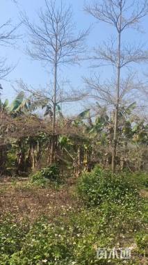 10公分小叶榄仁