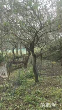 高度400厘米朱砂梅