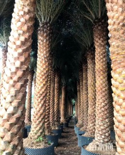 裸干高600厘米银海枣