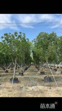 10公分红花玉蕊