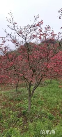 28公分日本红枫