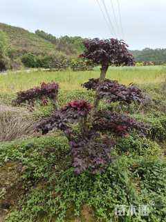 10公分造型红花继木桩