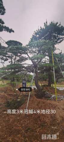 23公分造型油松