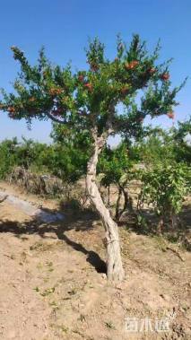 高度360厘米果石榴