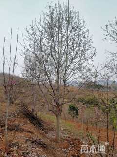 20公分二乔玉兰