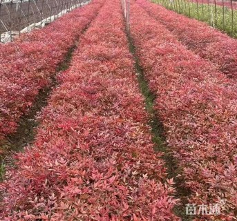 高度120厘米南天竹